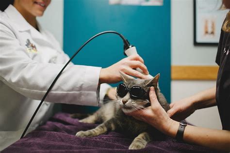  It is important to get a diagnosis and treatment recommendation from your veterinarian