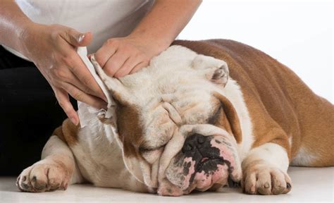  It is important to get the ear of your bulldog inspected by the veterinarian; pests like tick and mites can easily find their way through to his ears to make a living out of the dirt and debris