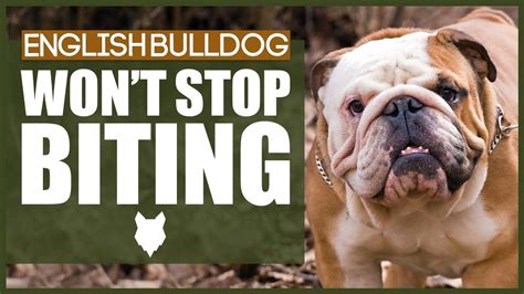  It is important to make sure your bulldog learns not to nip and bite as biting will further the stereotype that bulldogs are dangerous, when they are really not dangerous at all when they are loved, trained, and socialized