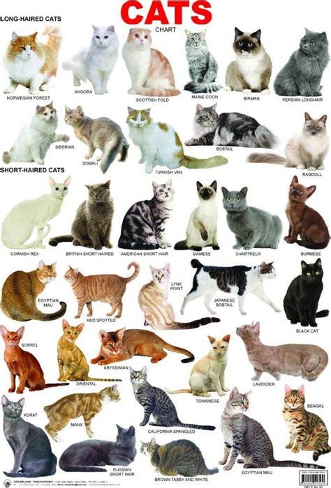  It is important to note that all cats are different