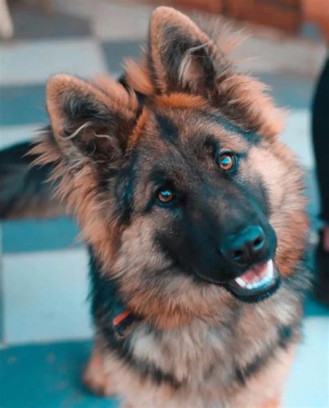  It is important to note that long-haired German Shepherds are the result of natural genetic diversity and not a separate breed