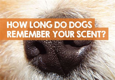  It is important to remember that smells are data to our dogs: they are learning about the world around them through their noses and mouths