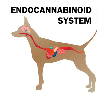  It is important to understand that endocannabinoids are created inside of dogs, cats, horses and humans, because it helps explain how cannabidiol CBD works to treat symptoms