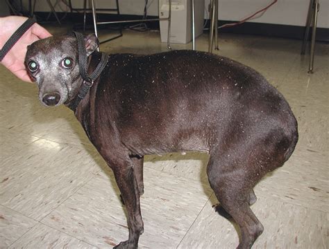  It is more common in older dogs, is linked to hypothyroidism, and can be hereditary in some breeds