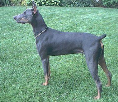  It is most often associated with Blue Dobermans