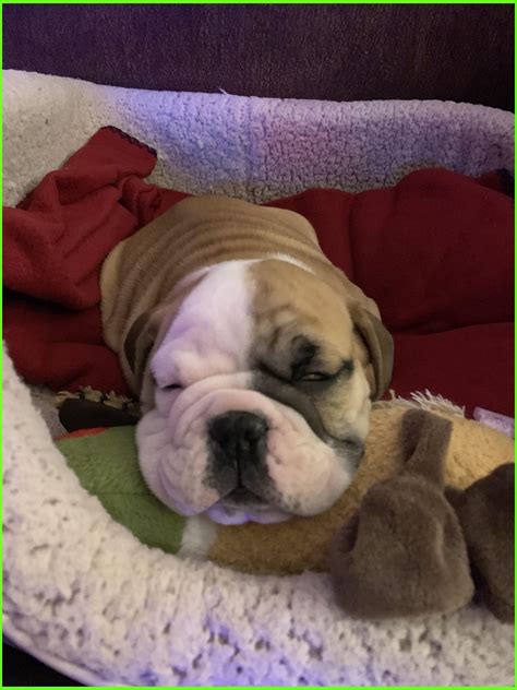 It is much easier to house train an English Bulldog puppy if he sleeps in a crate