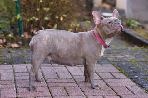  It is not advisable to breed French bulldogs if they are currently pregnant, nursing, or have recently given birth