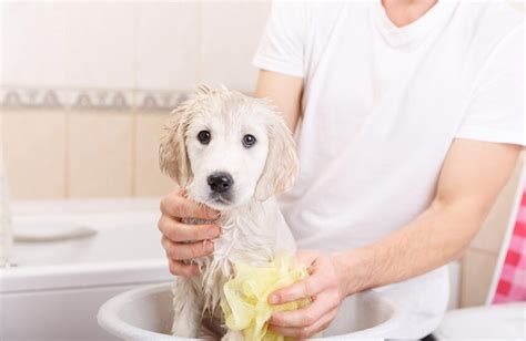  It is not harmful to wash your dog as much as every few weeks if they need it, but be sure to use a gentle shampoo