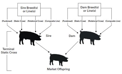  It is not normally an issue which parent is the sire or the dam when breeding