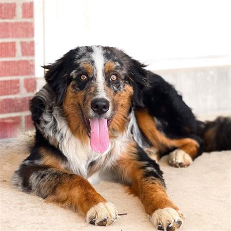  It is obvious that the goofy traits are those of the Bernese Mountain Dog parent