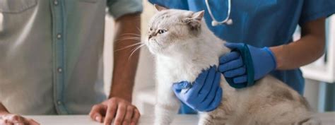  It is often prescribed to ease fear and anxiety associated with veterinary visits in cats