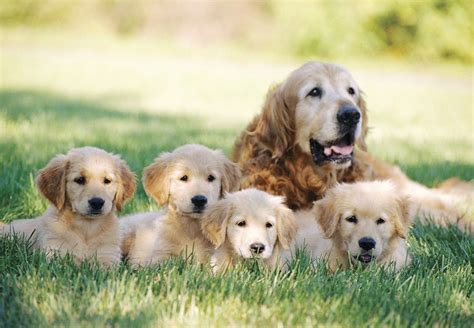  It is our goal to make sure all of our Golden Retriever Puppies are ready for their new family, so being a family of 11, the puppies are well socialized