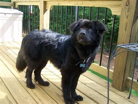  It is possible that these rescue animal shelters have a Labrador Chow Chow mix who is looking for a lovely home