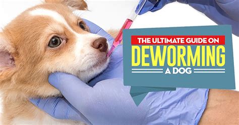  It is possible you are deworming your dog regularly and you don