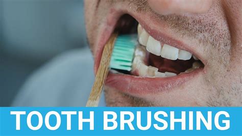  It is recommended to brush them once or twice a week and have them professionally groomed every 8 to 12 weeks