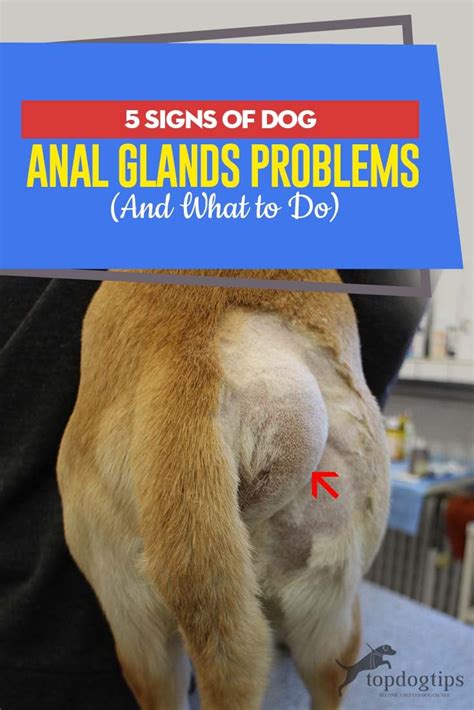  It is relatively uncommon for larger breeds to suffer with chronic anal gland issues, but it certainly happens
