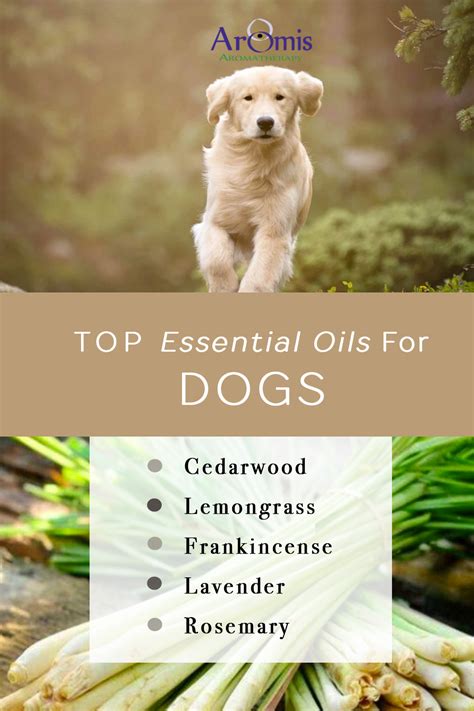  It is safe for your pet to ingest lavender, arnica oil, and frankincense orally