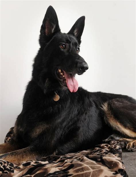  It is said the ratio of black to tan on these dogs is ! Often, bi-colored Gemran Shepherds are mistaken for black German Shepherds