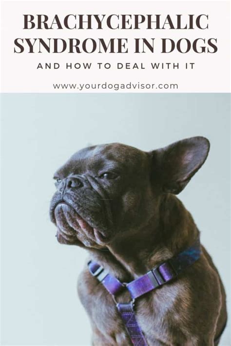  It is significant to be aware of these potential concerns and take appropriate measures to keep your furry friend healthy: Brachycephalic Syndrome: French Bulldogs have a brachycephalic short-muzzled facial structure, which can lead to breathing difficulties