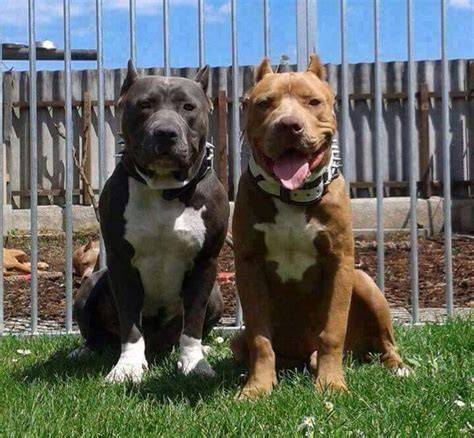  It is true that Pitbulls were raised to be dog fighters, but in reality they are in nature one of the sweetest and most loving breeds