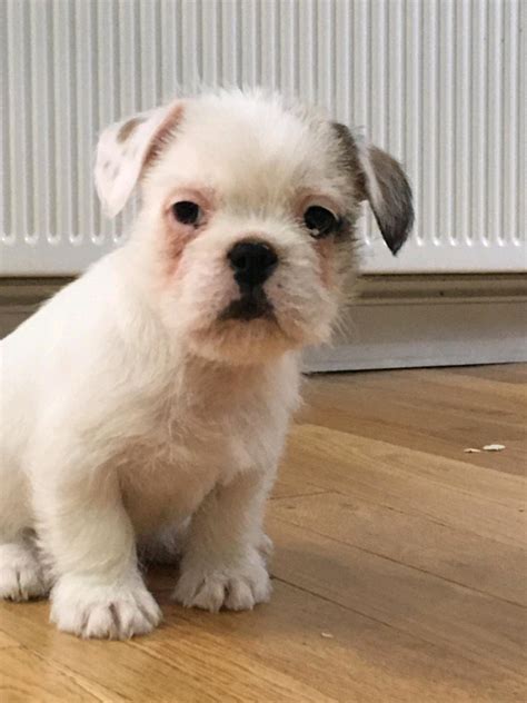  It is very hard to predict what will French bulldog Shih Tzu mix puppies look like