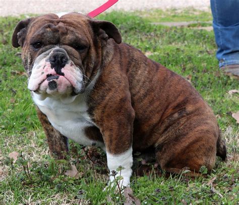  It is very much territorial and somewhat apprehensive to unfamiliar faces, but once it warms up to you, the bulldog is one of the most loving and loyal dogs