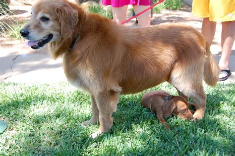  It is very rare that your Goldie will have a single puppy birth