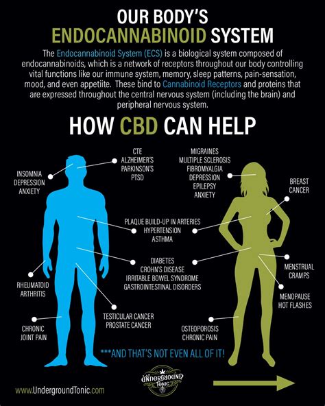  It is very similar to the human endocannabinoid system, meaning CBD oils , edibles and topicals can provide many benefits