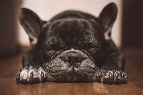  It is very unlikely you have anything to worry about with your Frenchie sleeping as much as they do