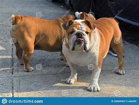  It may also be known as the English Bulldog or British Bulldog