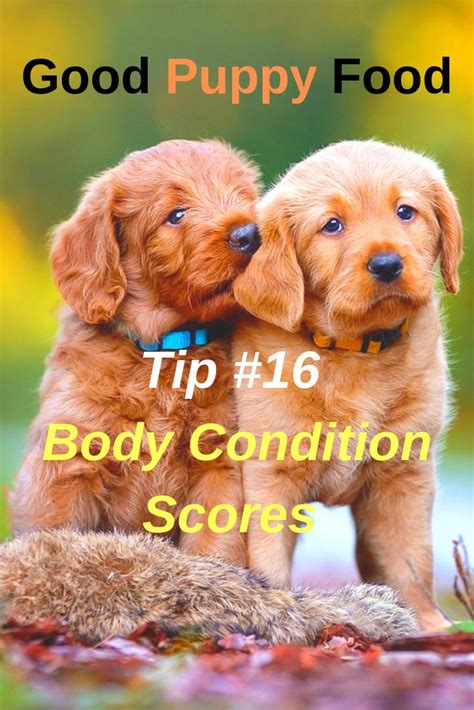  It may however give you an indication if your puppy is seriously under or overweight