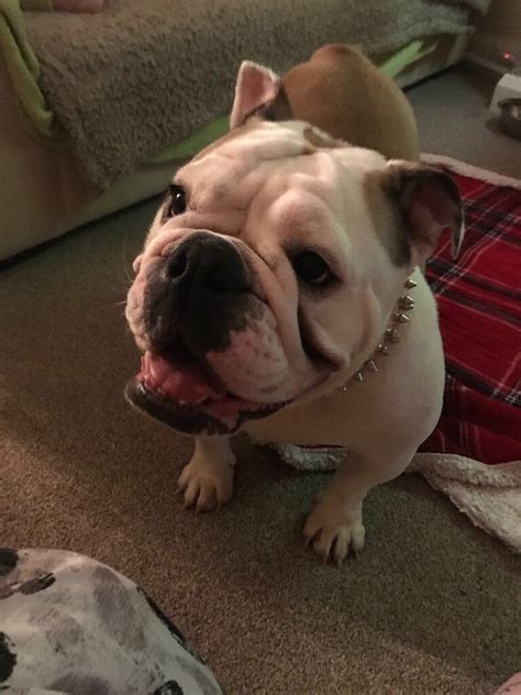  It may no longer be relevant Dash the 2 year old English Bulldog was unfortunately surrendered over to the staff at East Holmes Veterinary Clinic due to bladder stones
