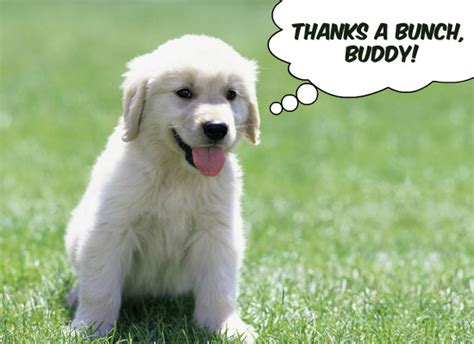  It may take a few tries to find what works best - but your pup will certainly thank you for it
