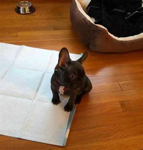 It may take a little bit of time, but with patience and consistency, you will be able to successfully potty train your French bulldog puppy