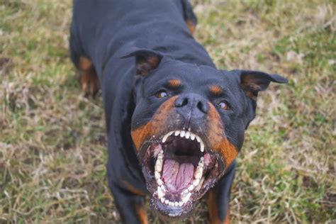  It might take after its extremely aggressive Rottweiler parent