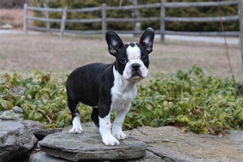  It possesses the athletic nature of the Boston Terrier and sturdy built of the French bulldog