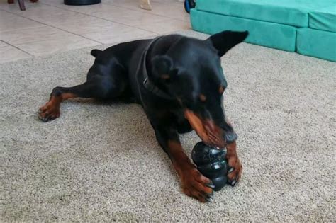  It really helps calm our 3 year old Doberman with her separation anxiety