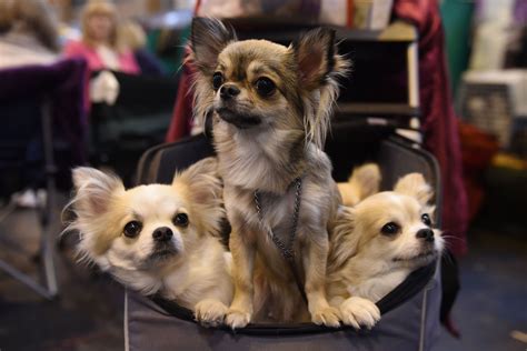  It remains cautious around strangers because of its Chihuahua genes