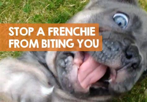  It sounds harsh, but if you really do want your French Bulldog to stop biting, you need to stick firm