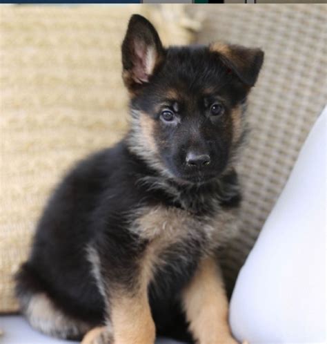  It takes a great deal of experience, education, and knowledge about the breed to successfully produce world class German Shepherds