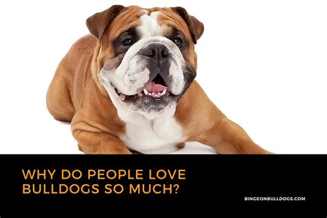  It takes a team and relationships with people who love bulldogs and want to help the breed
