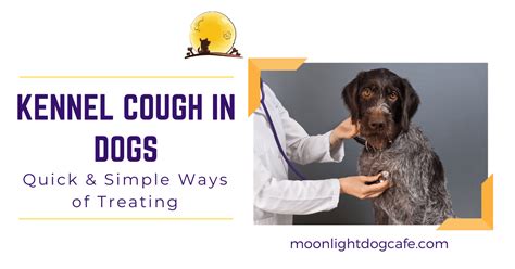  It usually takes about two weeks for a dog to recover from a milder case of kennel cough