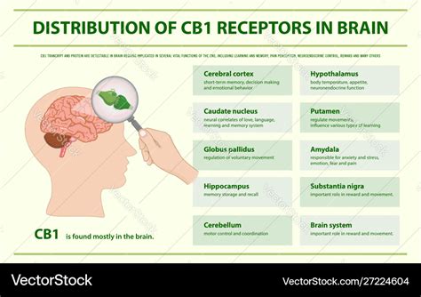  It was initially thought that CBD, like THC, binds itself to the CB1 receptors in the brain, stimulating the immune system, thus reducing inflammation