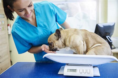  It will not be as accurate as a scale at the vet, but it could be a cheap and fun experience for you and your pet