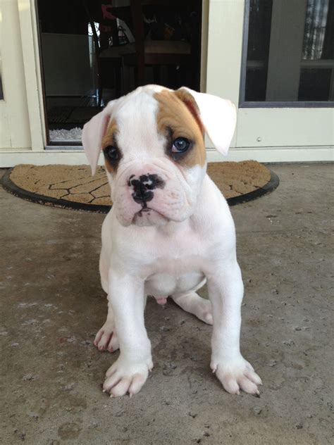  It will take a few weeks for an American bulldog puppy to pick up the habit