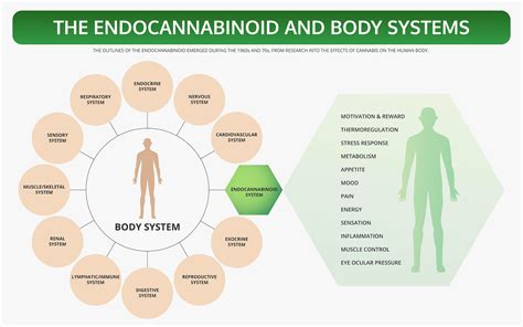  It works in many parts of the body using the endocannabinoid system