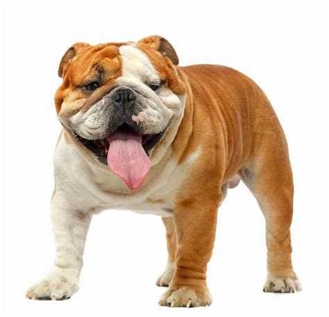  Its amiable clownish personality belies its appearance, and the Bulldog is a popular pet