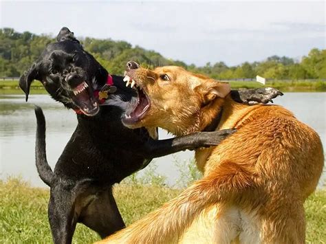  Its bold personality will make it up a fighting spirit against larger dogs
