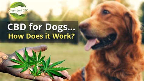  Its daily use can help control pain and improve your dog