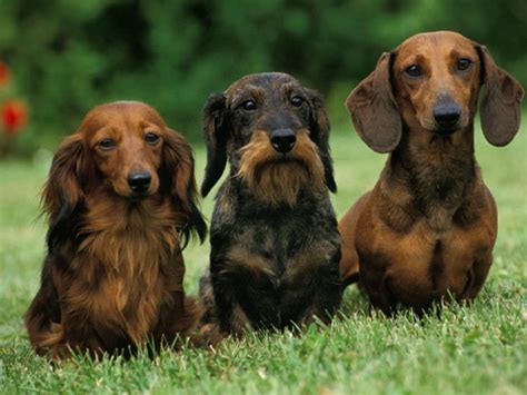  Its length can vary from medium to long and smooth to wiry depending on how much the Dachshund parent affects it offspring